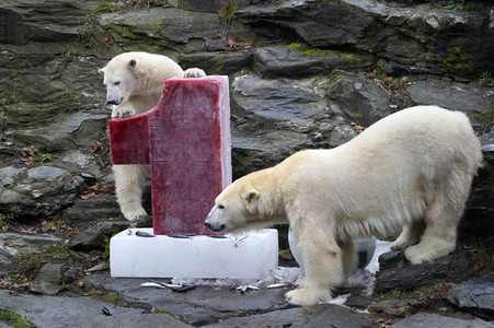 Erster Geburtstag von Eisbär Hertha im Tierpark Berlin