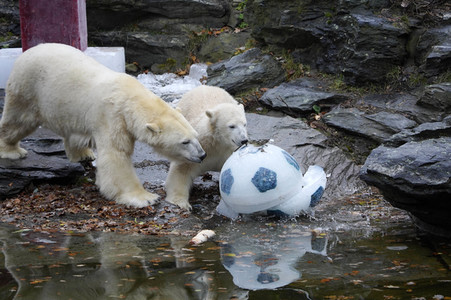 Erster Geburtstag von Eisbär Hertha im Tierpark Berlin