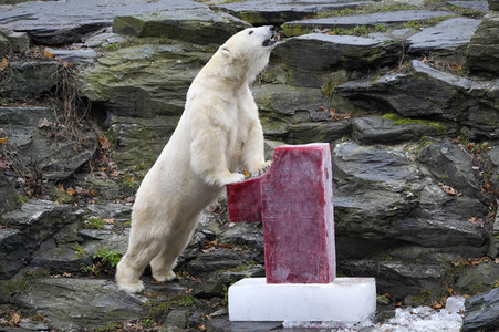 Erster Geburtstag von Eisbär Hertha im Tierpark Berlin