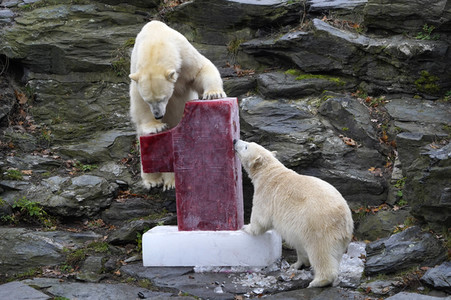 Erster Geburtstag von Eisbär Hertha im Tierpark Berlin