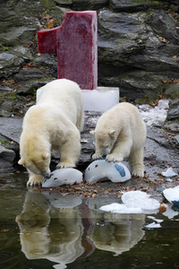 Erster Geburtstag von Eisbär Hertha im Tierpark Berlin