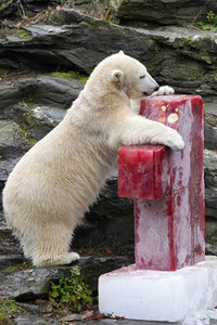 Erster Geburtstag von Eisbär Hertha im Tierpark Berlin