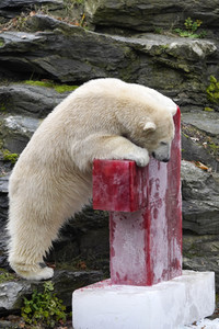Erster Geburtstag von Eisbär Hertha im Tierpark Berlin