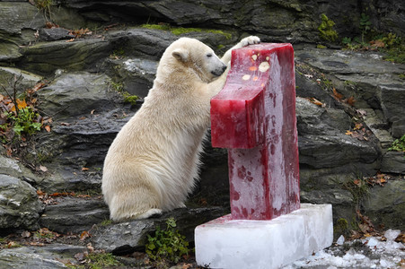 Erster Geburtstag von Eisbär Hertha im Tierpark Berlin