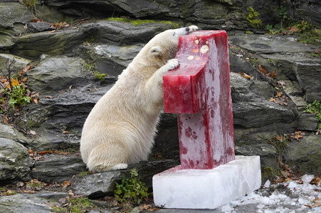 Erster Geburtstag von Eisbär Hertha im Tierpark Berlin