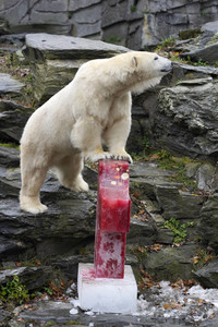 Erster Geburtstag von Eisbär Hertha im Tierpark Berlin