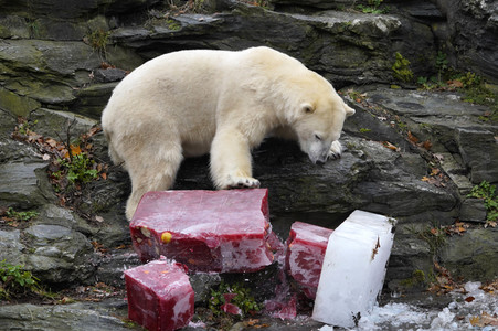 Erster Geburtstag von Eisbär Hertha im Tierpark Berlin