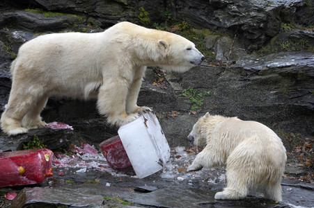 Erster Geburtstag von Eisbär Hertha im Tierpark Berlin