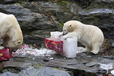 Erster Geburtstag von Eisbär Hertha im Tierpark Berlin