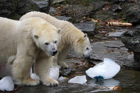 Erster Geburtstag von Eisbär Hertha im Tierpark Berlin