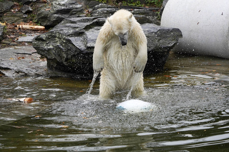 Erster Geburtstag von Eisbär Hertha im Tierpark Berlin