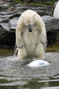 Erster Geburtstag von Eisbär Hertha im Tierpark Berlin