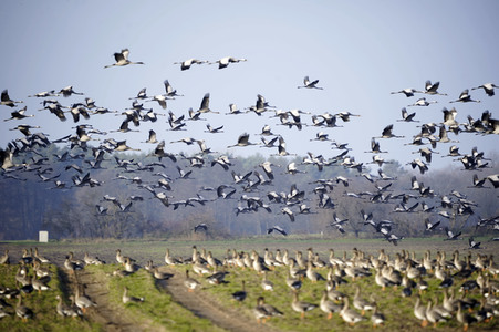 Kraniche und Wildgänse in Werben