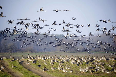 Kraniche und Wildgänse in Werben