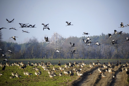 Kraniche und Wildgänse in Werben