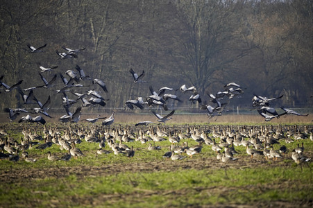Kraniche und Wildgänse in Werben