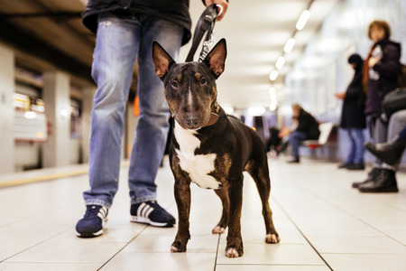 Symbolfoto Leinenpflicht