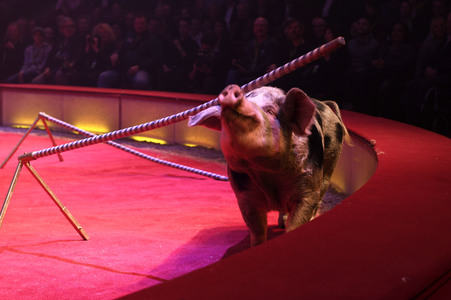 Premiere 1. Winterprogramm 2019 Circus Krone in München