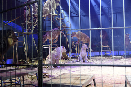 Premiere 1. Winterprogramm 2019 Circus Krone in München