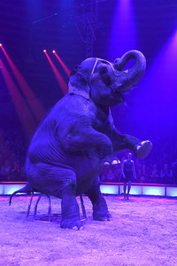 Premiere 1. Winterprogramm 2019 Circus Krone in München