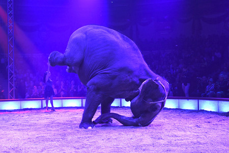 Premiere 1. Winterprogramm 2019 Circus Krone in München