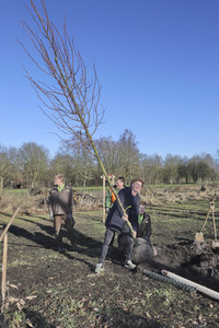 Atze Schröder pflanzt einen Baum in Hamburg