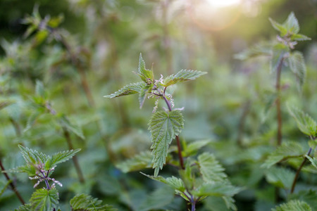 Symbolfoto Brennnesseln