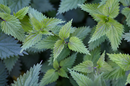 Symbolfoto Brennnesseln