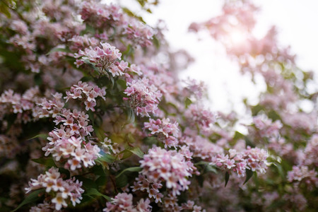 Symbolfoto Kolkwitzie