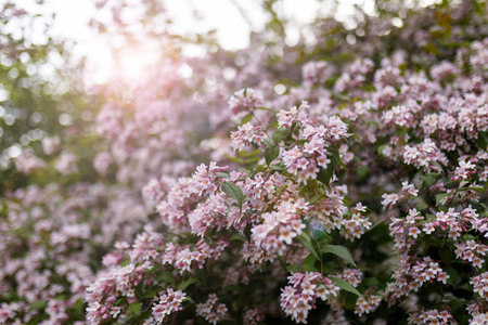 Symbolfoto Kolkwitzie