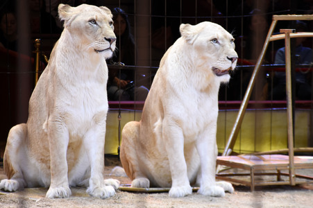 3. Presseempfang zum März-Programm vom Circus Krone in München