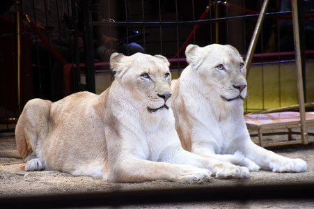 3. Presseempfang zum März-Programm vom Circus Krone in München