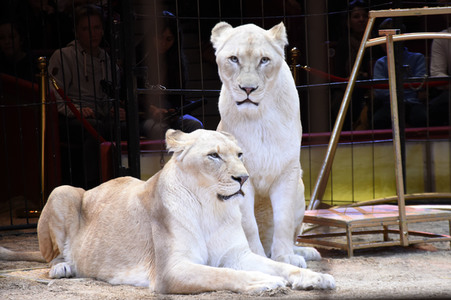 3. Presseempfang zum März-Programm vom Circus Krone in München