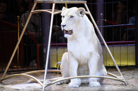 3. Presseempfang zum März-Programm vom Circus Krone in München