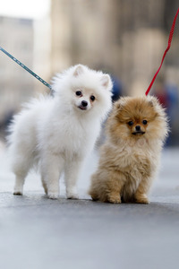 Symbolfoto Hundeerziehung