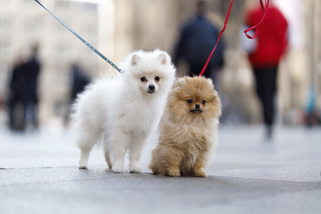 Symbolfoto Hundeerziehung