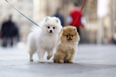 Symbolfoto Hundeerziehung