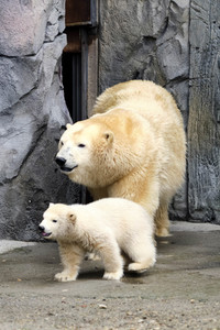 Eisbär-Baby im Zoo Hannover