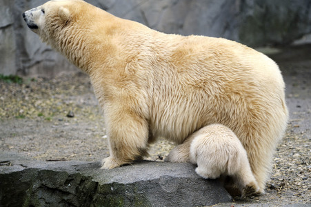 Eisbär-Baby im Zoo Hannover