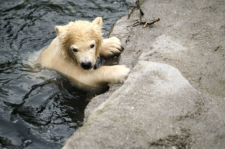 Eisbär-Baby im Zoo Hannover