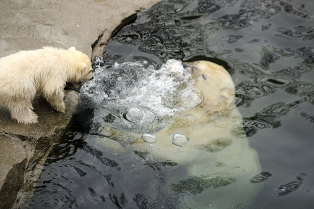 Eisbär-Baby im Zoo Hannover