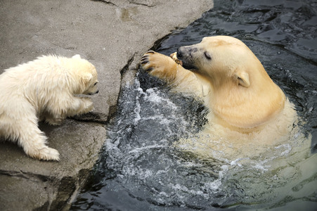 Eisbär-Baby im Zoo Hannover