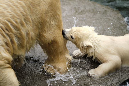 Eisbär-Baby im Zoo Hannover