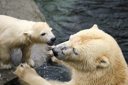 Eisbär-Baby im Zoo Hannover