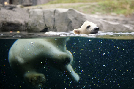 Eisbär-Baby im Zoo Hannover