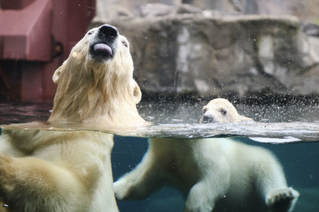 Eisbär-Baby im Zoo Hannover