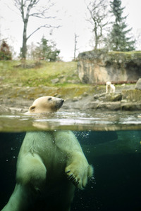 Eisbär-Baby im Zoo Hannover