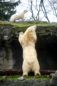 Eisbär-Baby im Zoo Hannover