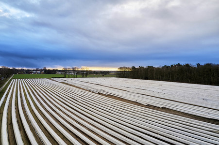 Symbolfoto Erntehelfer Notstand