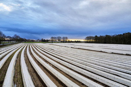 Symbolfoto Erntehelfer Notstand